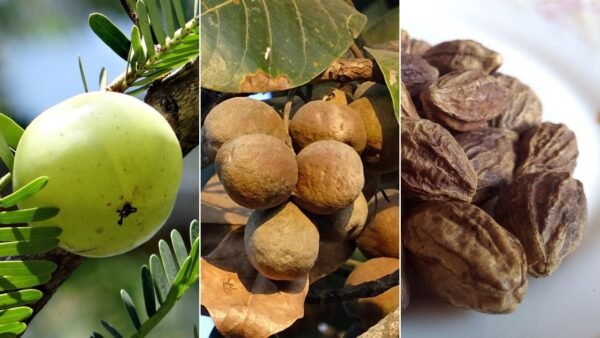 Triphala Churna - Image 5
